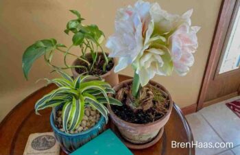 Amaryllis with houseplants